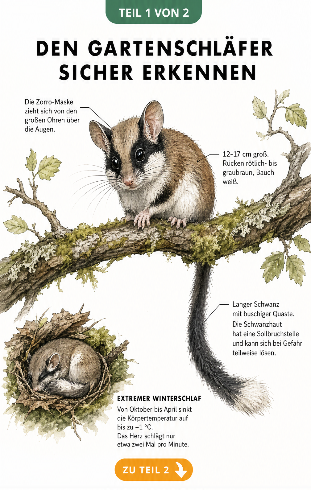 Illustration eines Gartenschläfers mit schwarzer Zorro-Maske, Größenangaben und Details zum Winterschlaf