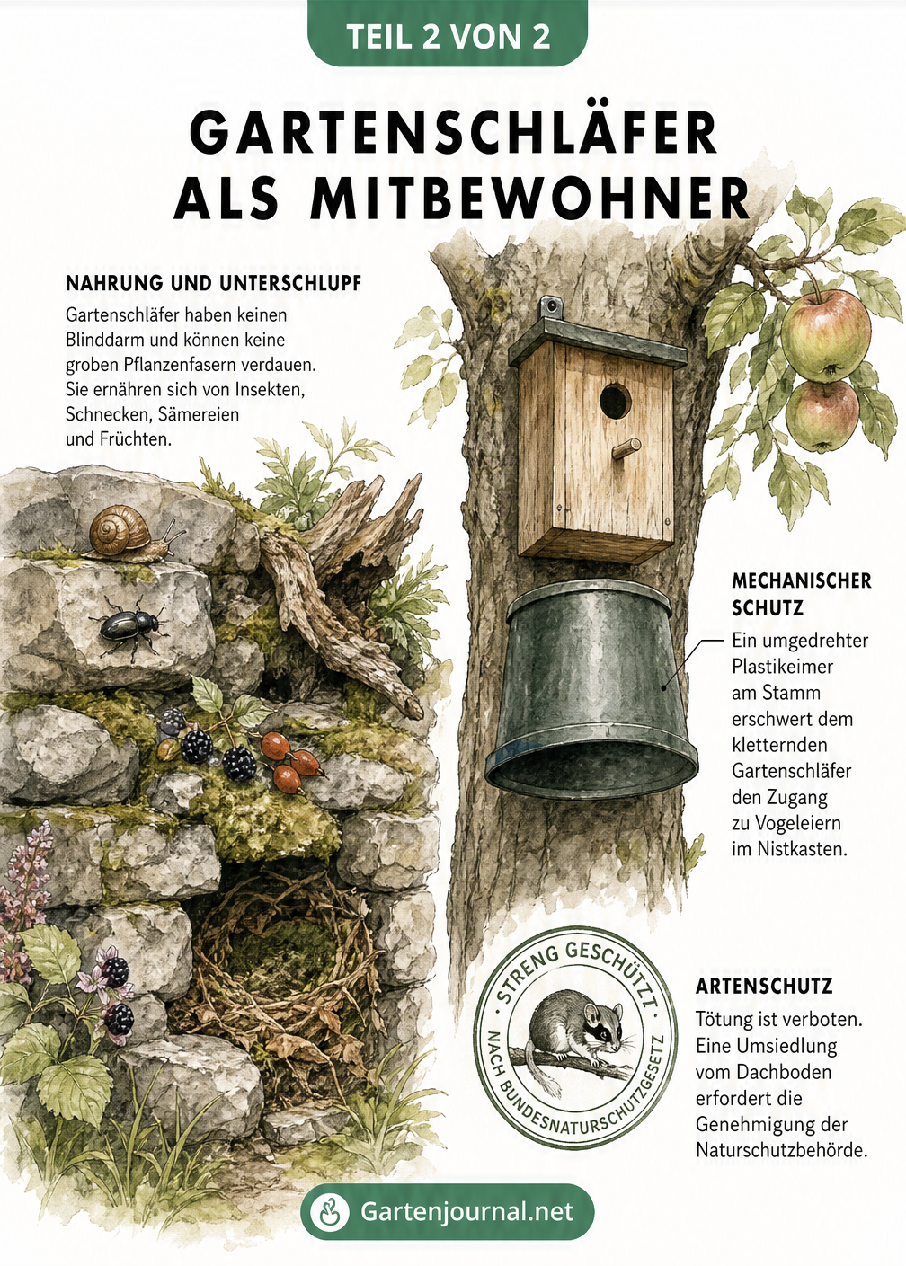 Querschnitt eines Gartens mit Natursteinmauer, Nahrung des Gartenschläfers und einem Nistkasten mit Schutzvorrichtung
