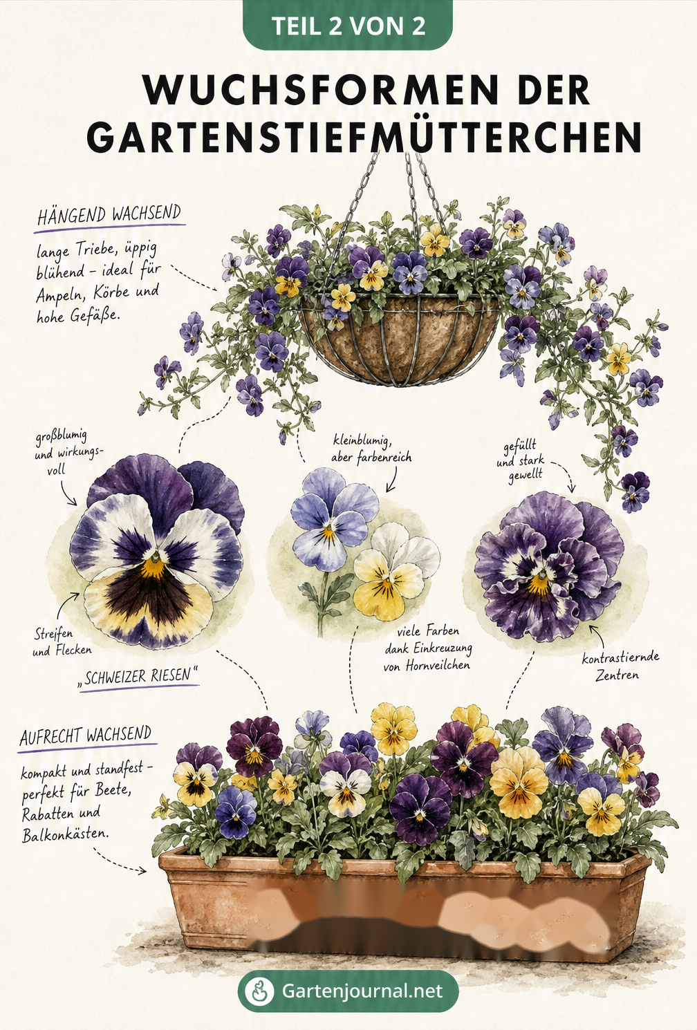 Illustration von hängenden und aufrecht wachsenden Gartenstiefmütterchen in Ampel und Balkonkasten