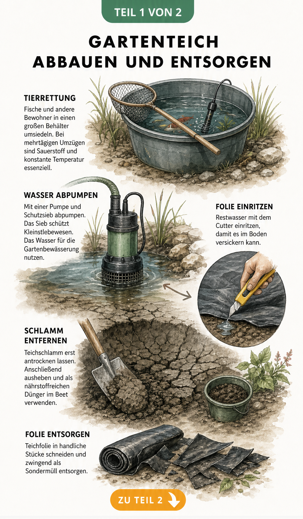 Illustration zum Abbau eines Gartenteichs: Tierrettung, Abpumpen des Wassers, Schlammentfernung und Entsorgung der Teichfolie