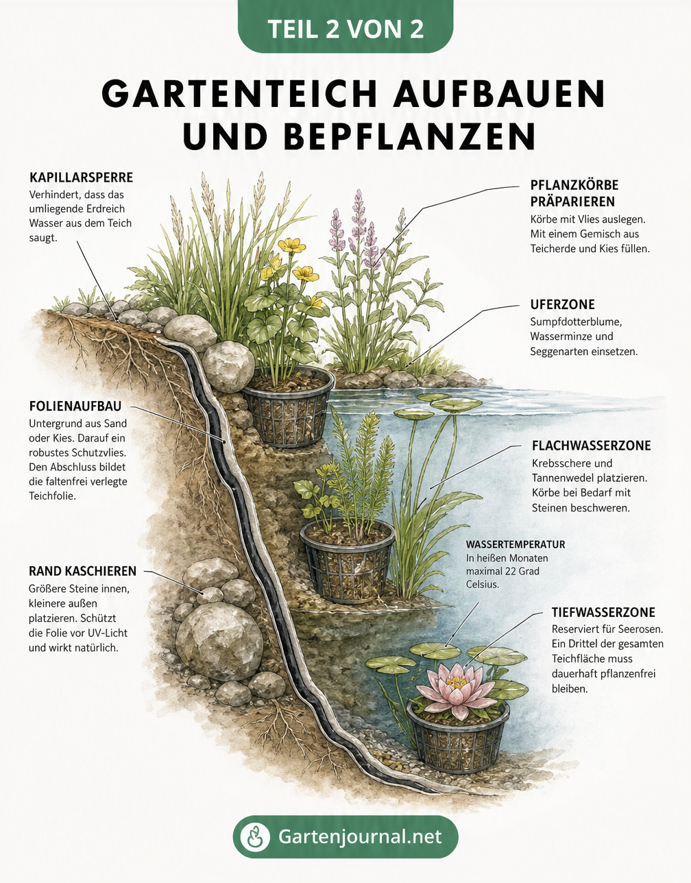 Querschnitt eines Gartenteichs mit Uferzone, Flachwasserzone und Tiefwasserzone