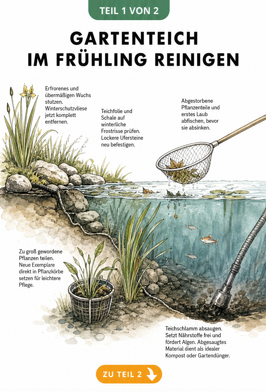 Schnittdarstellung eines Gartenteichs im Frühling mit Hinweisen zur Reinigung von Teichschlamm, Laub und Pflanzen