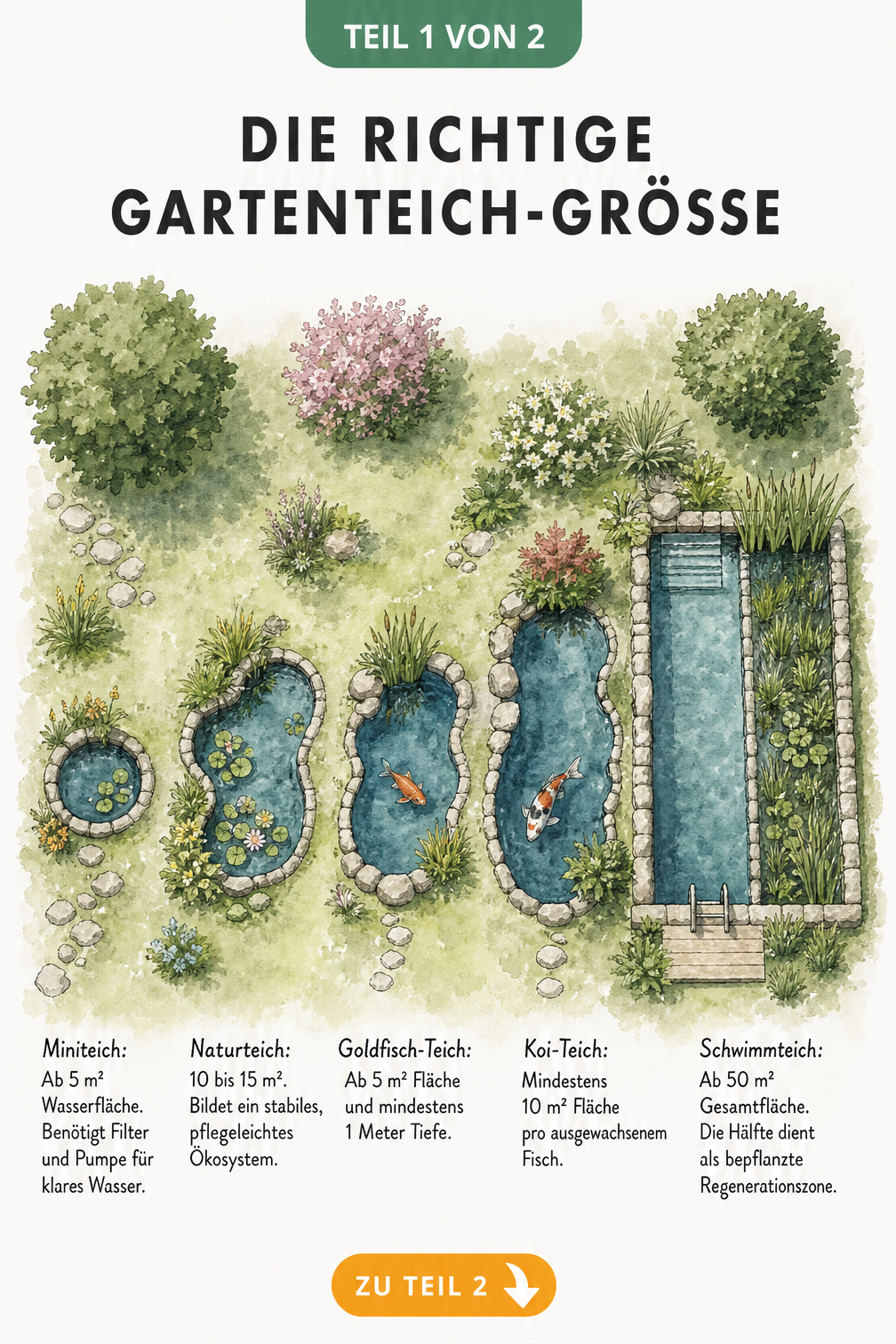 Aquarell-Illustration verschiedener Gartenteich-Größen von Miniteich bis Schwimmteich