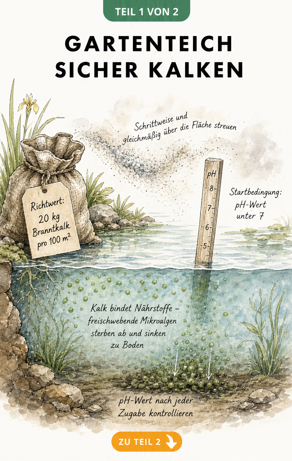Querschnitt eines Gartenteichs mit Dosierungsregel für Branntkalk, Messstäbchen für pH-Wert und Darstellung der Nährstoffbindung im Wasser