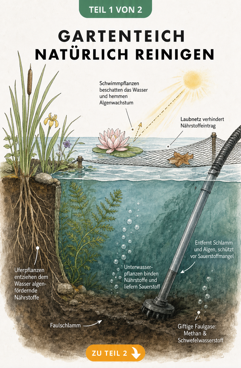 Querschnitt durch einen Gartenteich mit Seerose, Wasserpest, Schilf und Schlammsauger zur natürlichen Reinigung