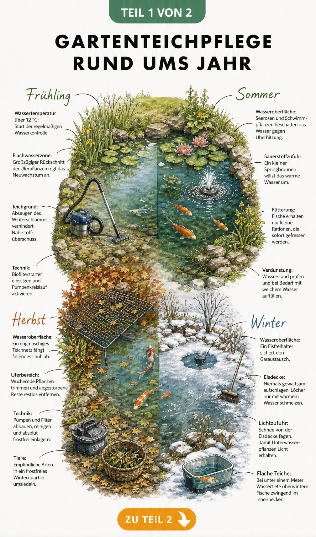 Handgezeichnete Aufsicht auf einen Gartenteich, der in vier Jahreszeiten unterteilt ist, mit Pflegetipps für Frühling, Sommer, Herbst und Winter.