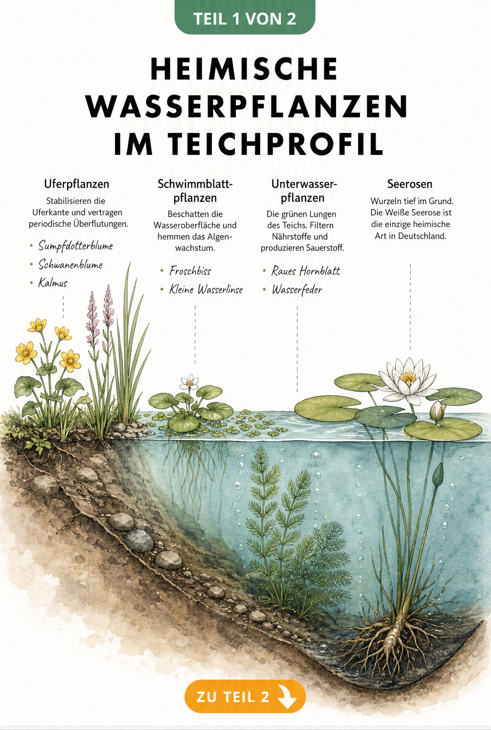 Querschnitt eines Gartenteichs mit Uferpflanzen, Schwimmblattpflanzen, Unterwasserpflanzen und Seerosen