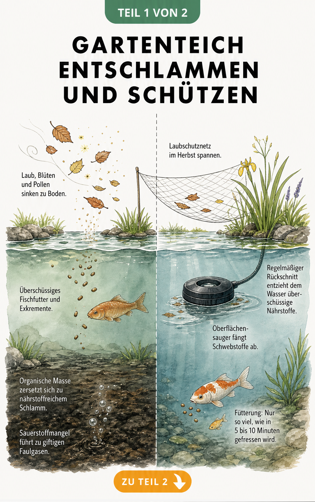 Querschnitt eines Gartenteichs, der die Entstehung von Teichschlamm durch Laub und Fischfutter sowie Schutzmaßnahmen wie Laubschutznetz und Skimmer zeigt.