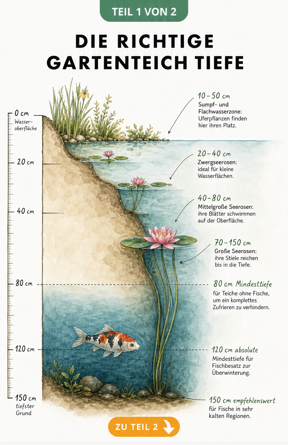 Querschnitt eines Gartenteichs mit Tiefenzonen, Pflanzen und Fischen sowie Markierungen für Mindesttiefen