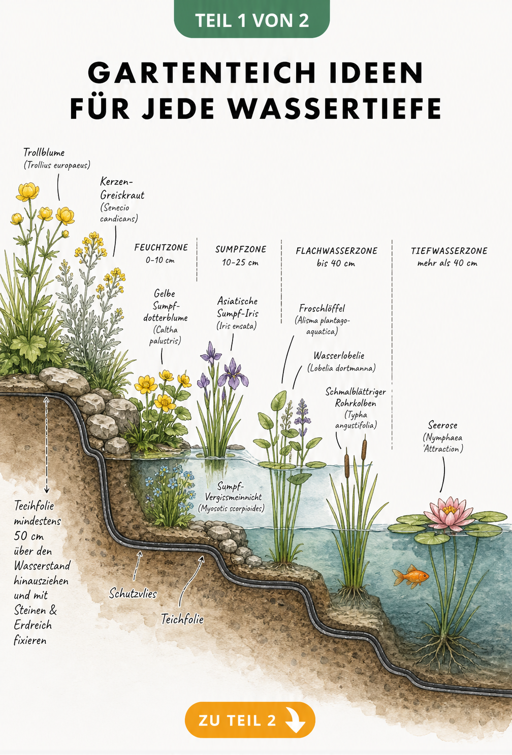 Querschnitt eines Gartenteichs mit vier Tiefenzonen und Bepflanzung