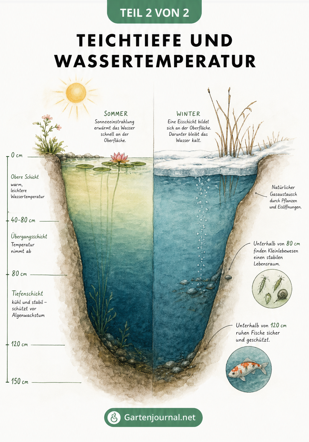 Vergleich eines Gartenteichs im Sommer und Winter zur Darstellung der Temperaturstabilität durch Wassertiefe