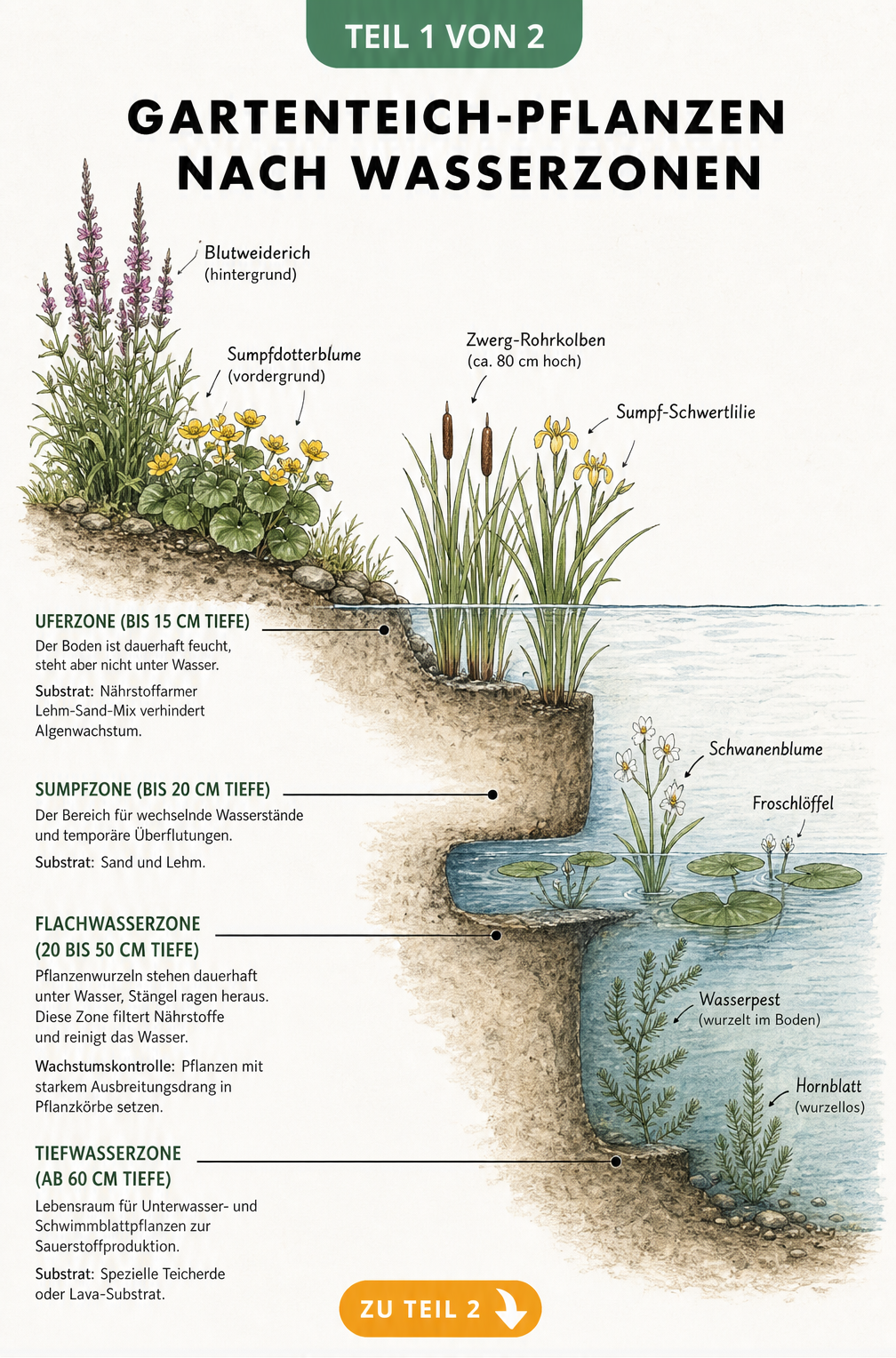Querschnitt eines Gartenteichs mit Uferzone, Sumpfzone, Flachwasserzone und Tiefwasserzone sowie typischen Pflanzen