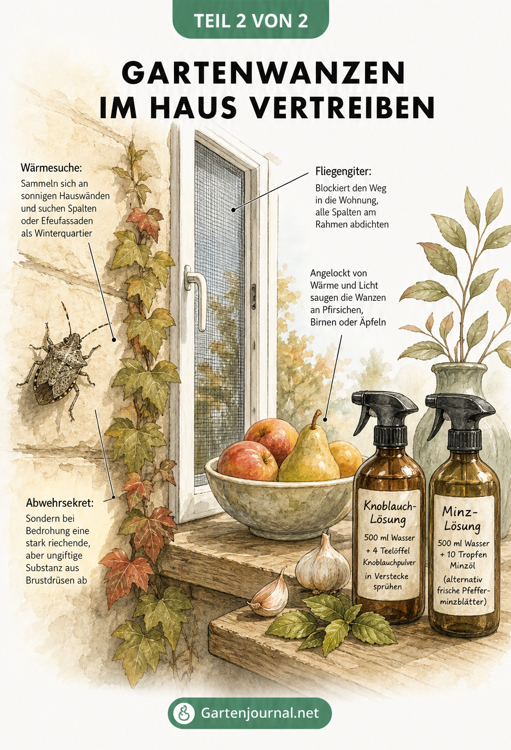 Illustration eines Fensters mit Fliegengitter und natürlichen Hausmitteln wie Knoblauch- und Minz-Lösung gegen Gartenwanzen