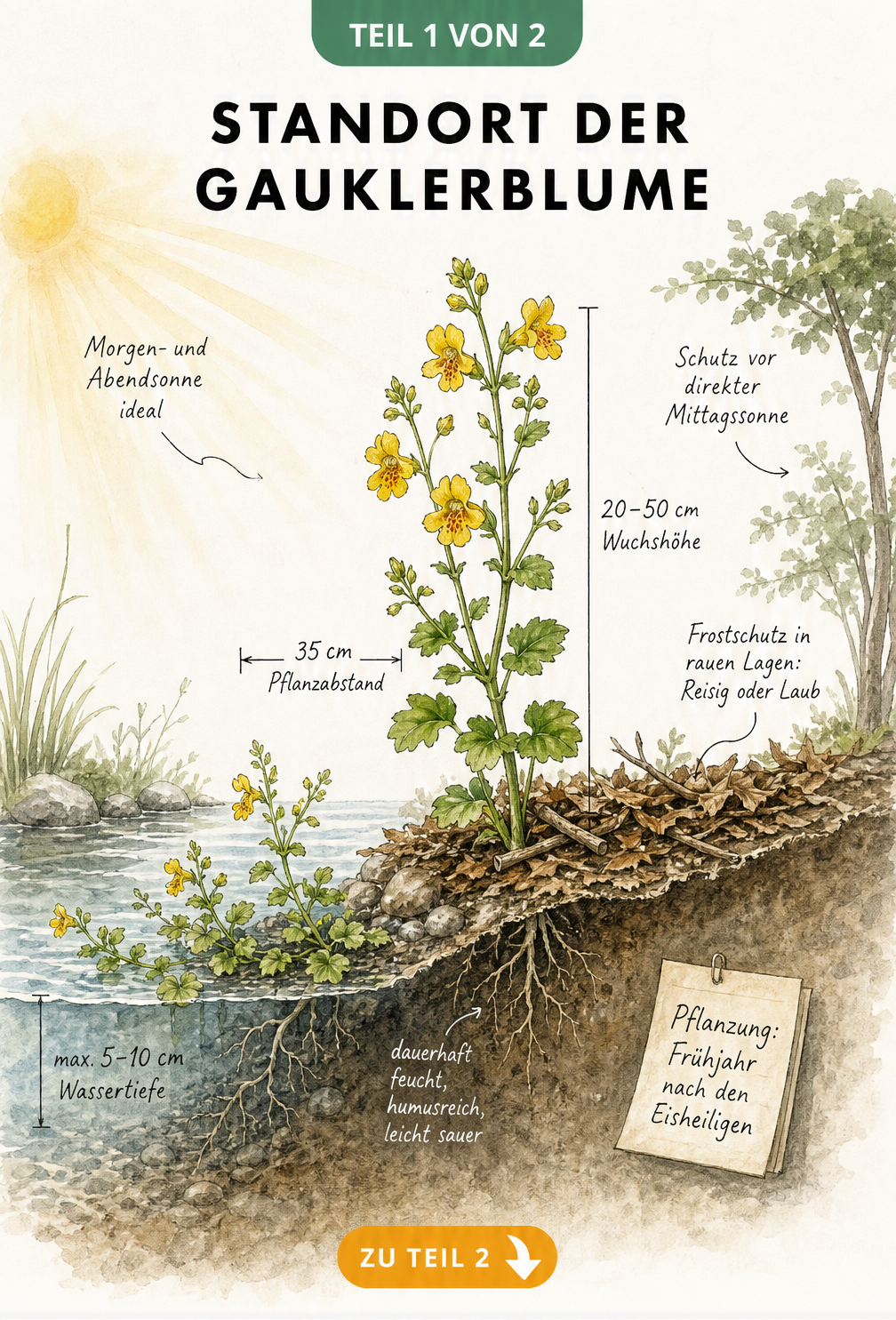 Aquarell-Illustration einer Gauklerblume am Teichufer mit Hinweisen zu Wassertiefe, Bodenbeschaffenheit, Pflanzabstand und Sonneneinstrahlung.