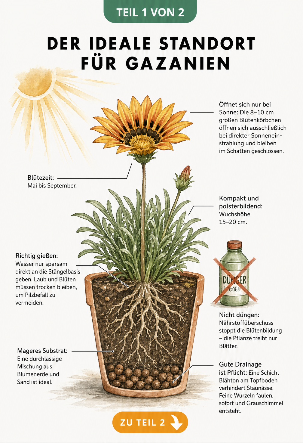Botanische Querschnitts-Illustration einer blühenden Gazanie im Terrakotta-Topf mit Hinweisen zu Standort, Gießen und Substrat