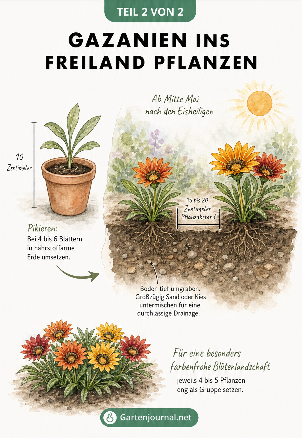 Illustration einer Gazanien-Jungpflanze im Topf und Querschnitt eines Gartenbeets mit gepflanzten Gazanien