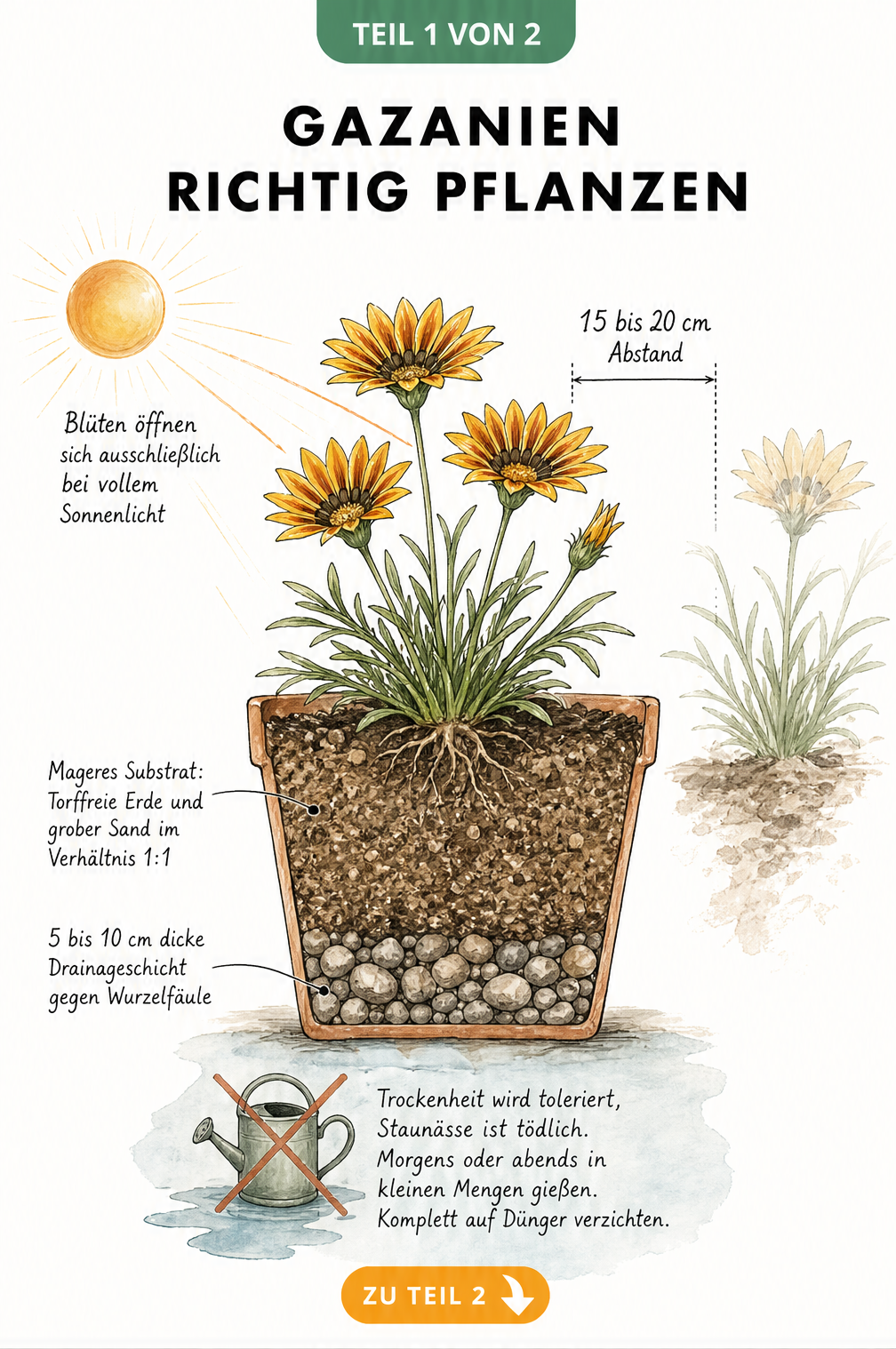 Botanische Illustration einer Gazanie im Querschnitt eines Terrakotta-Topfes mit Erdschichten und Pflanzabstand