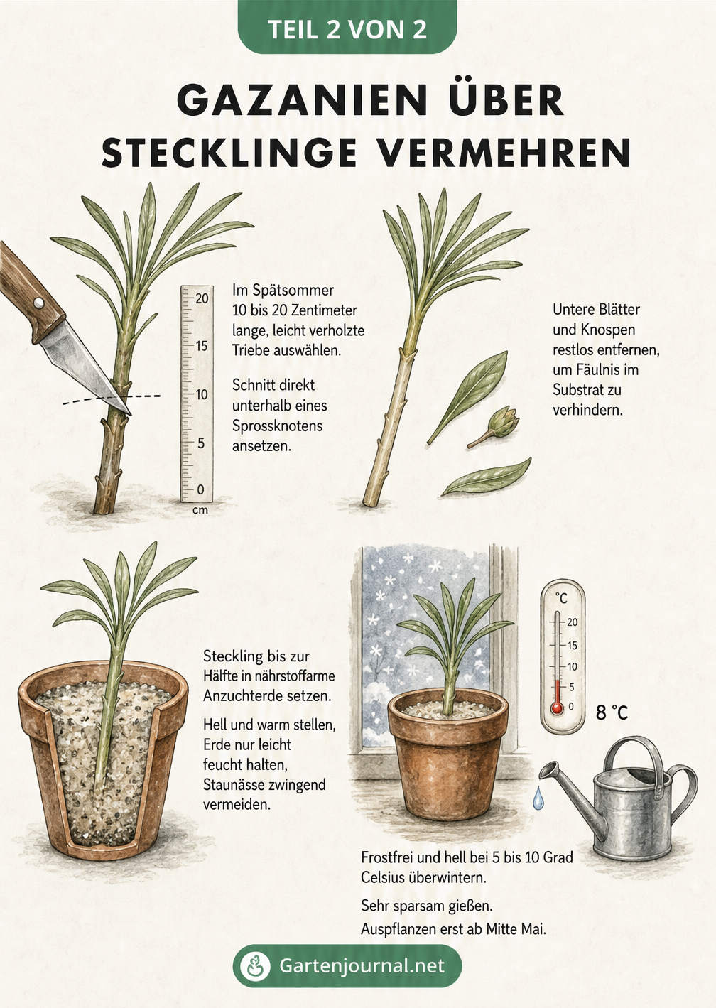 Illustration zum Schneiden und Einpflanzen von Gazanien-Stecklingen