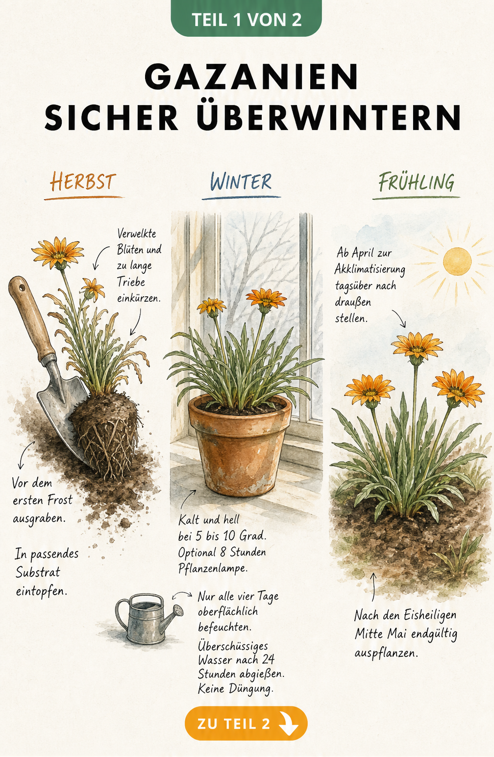Botanische Zeitleiste zur Überwinterung von Gazanien: Ausgraben im Herbst, Pflege im Winterquartier und Auspflanzen im Frühling.