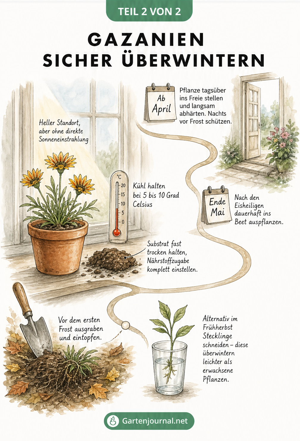 Illustration eines Zeitstrahls zur Überwinterung von Gazanien vom Herbst bis zum Frühling