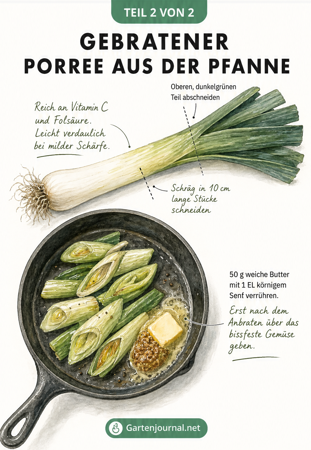 Botanische Illustration einer Porreestange und Skizze einer Pfanne mit gebratenem Porree und Senfbutter