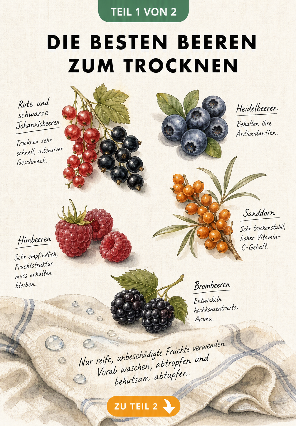 Illustration verschiedener Beerensorten wie Johannisbeeren, Himbeeren und Heidelbeeren mit Hinweisen zum Trocknen