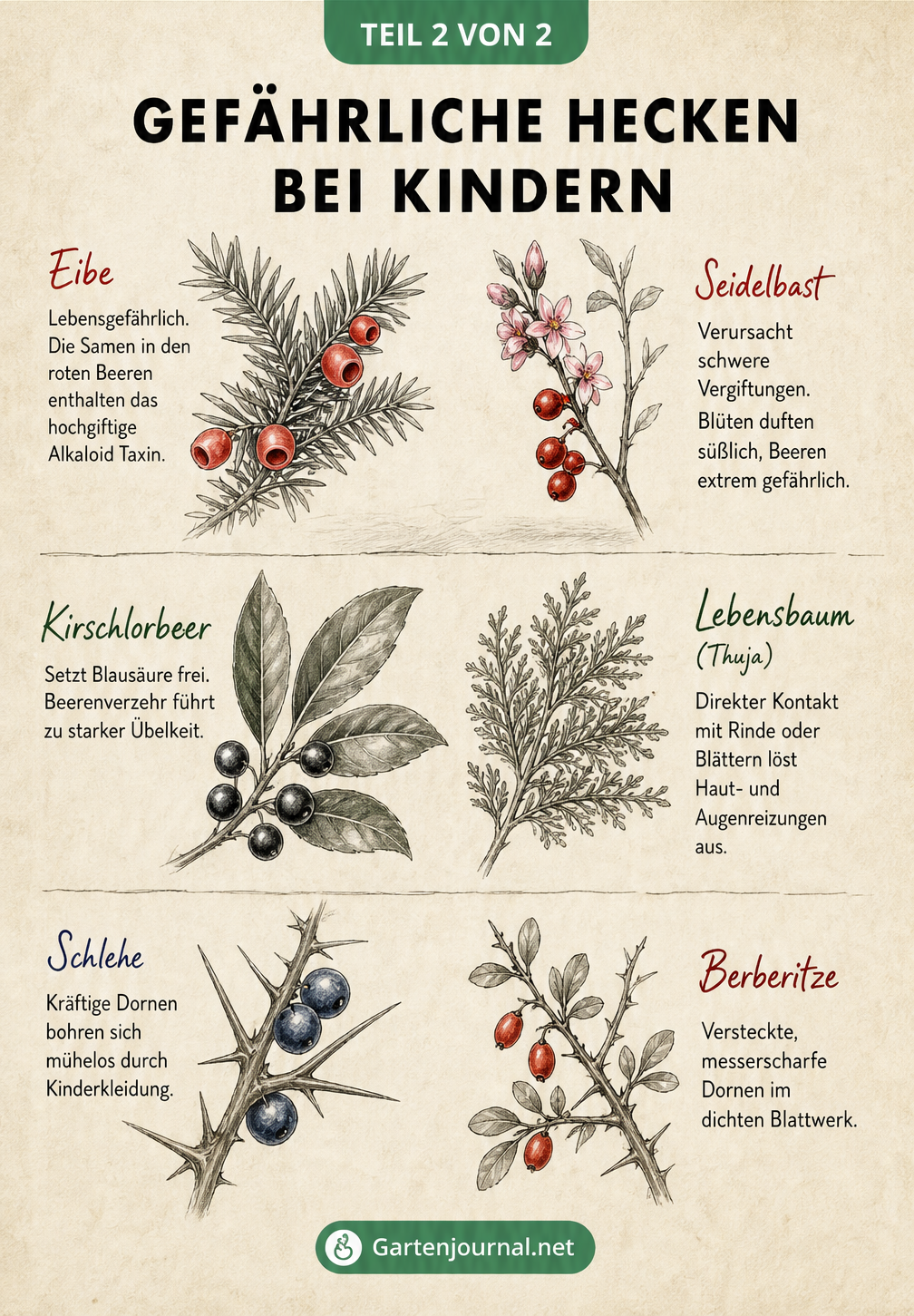 Illustration von gefährlichen Heckenpflanzen wie Eibe, Seidelbast, Kirschlorbeer, Lebensbaum, Schlehe und Berberitze