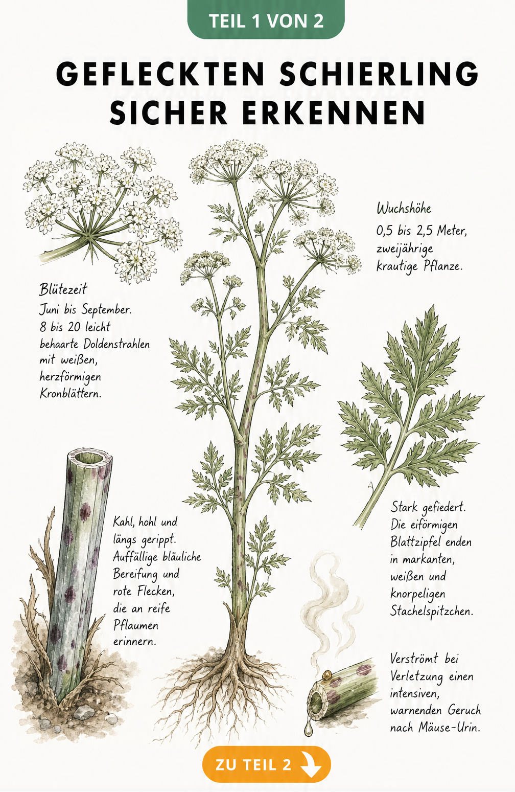 Botanische Illustration des Gefleckten Schierlings mit Details zu Stängel, Blättern, Blüten und Geruch