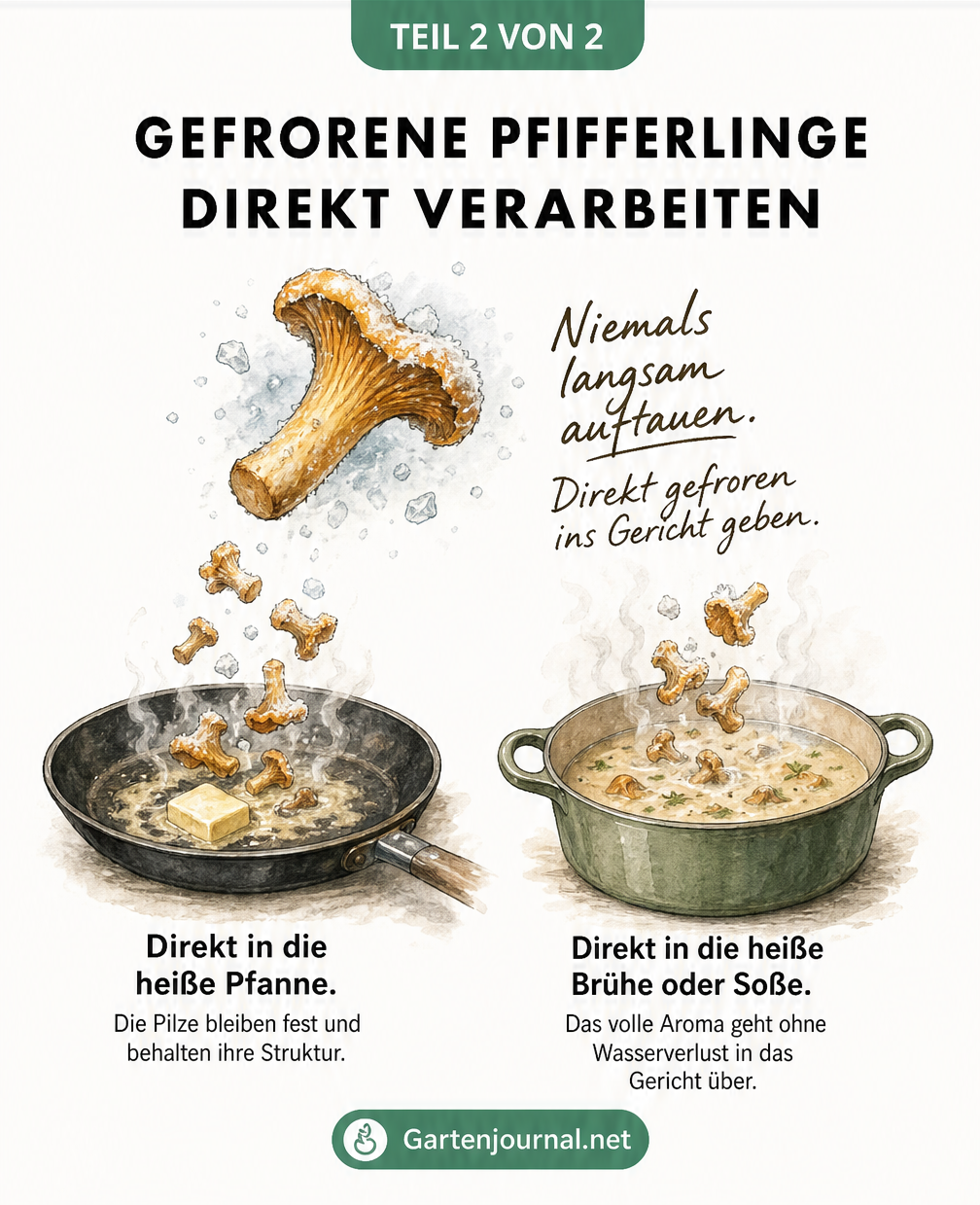 Illustration zur Verarbeitung gefrorener Pfifferlinge: Die Pilze werden direkt unaufgetaut in die heiße Pfanne oder Brühe gegeben.