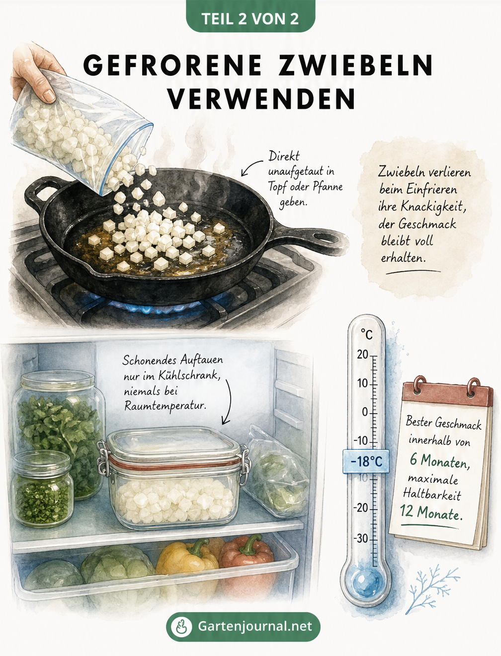 Illustration, die zeigt, wie gefrorene Zwiebeln direkt in eine heiße Pfanne gegeben oder im Kühlschrank aufgetaut werden.
