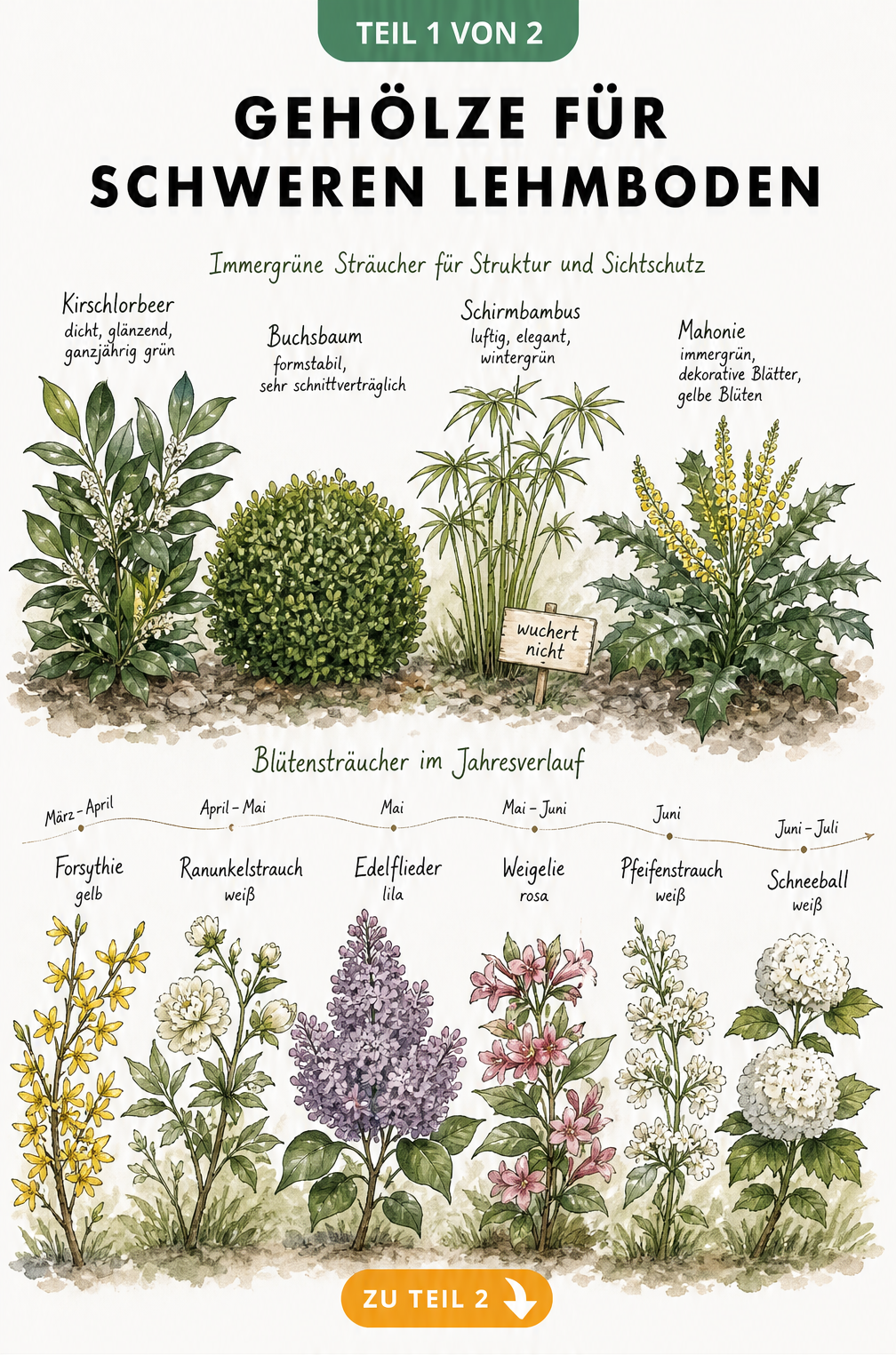 Botanische Illustration von Blütensträuchern wie Forsythie und Flieder sowie immergrünen Strukturpflanzen für schweren Lehmboden