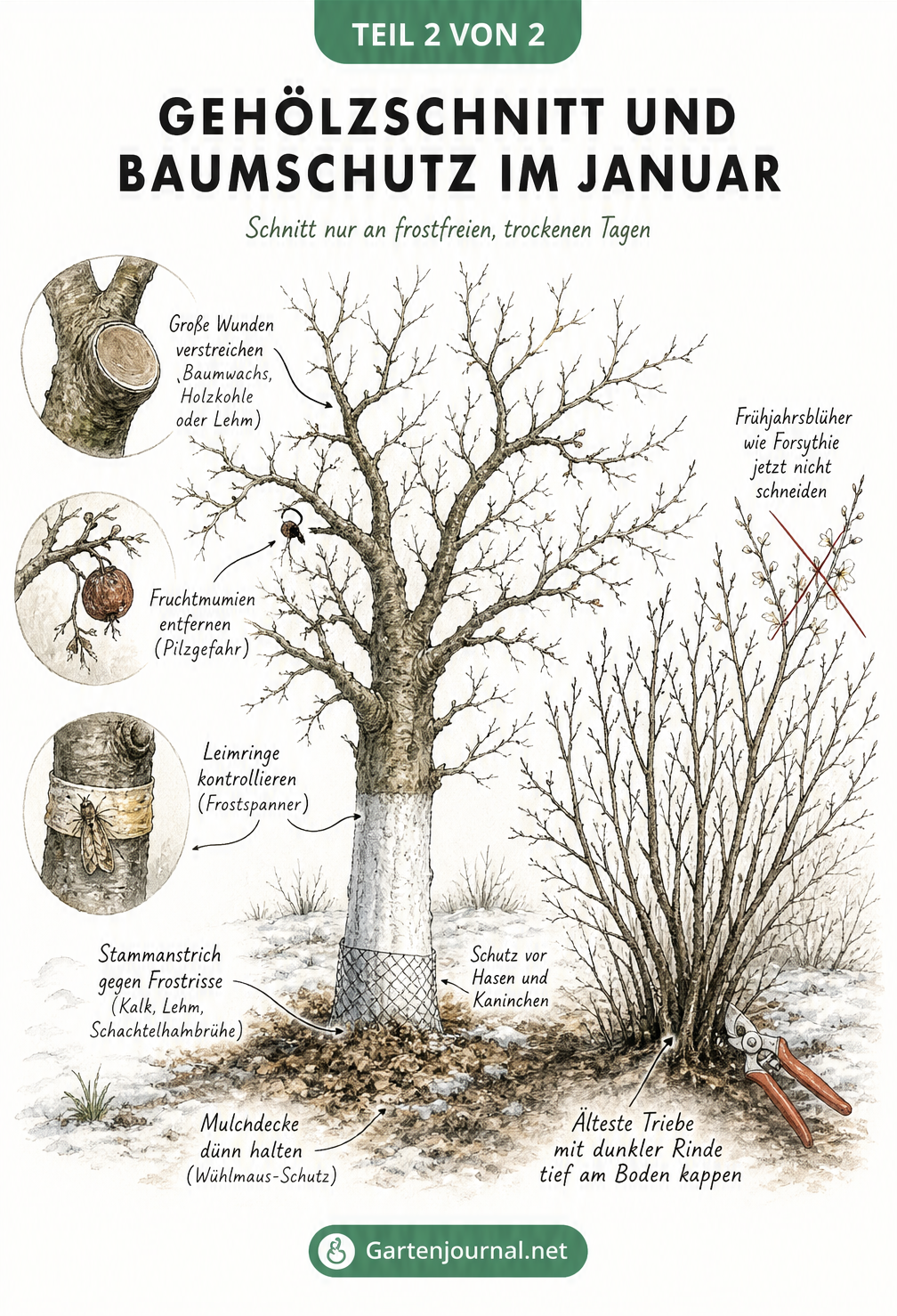 Illustration zum Gehölzschnitt und Baumschutz im Januar mit Obstbaum und Beerenstrauch