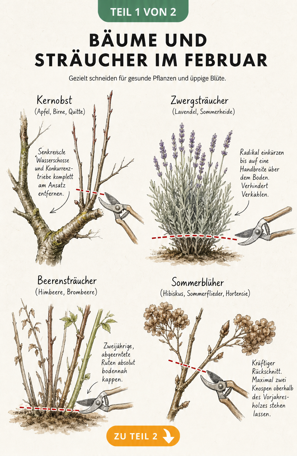 Botanische Illustration von vier Zweig-Typen mit Schnittmarkierungen für Kernobst, Zwergsträucher, Beerensträucher und Sommerblüher