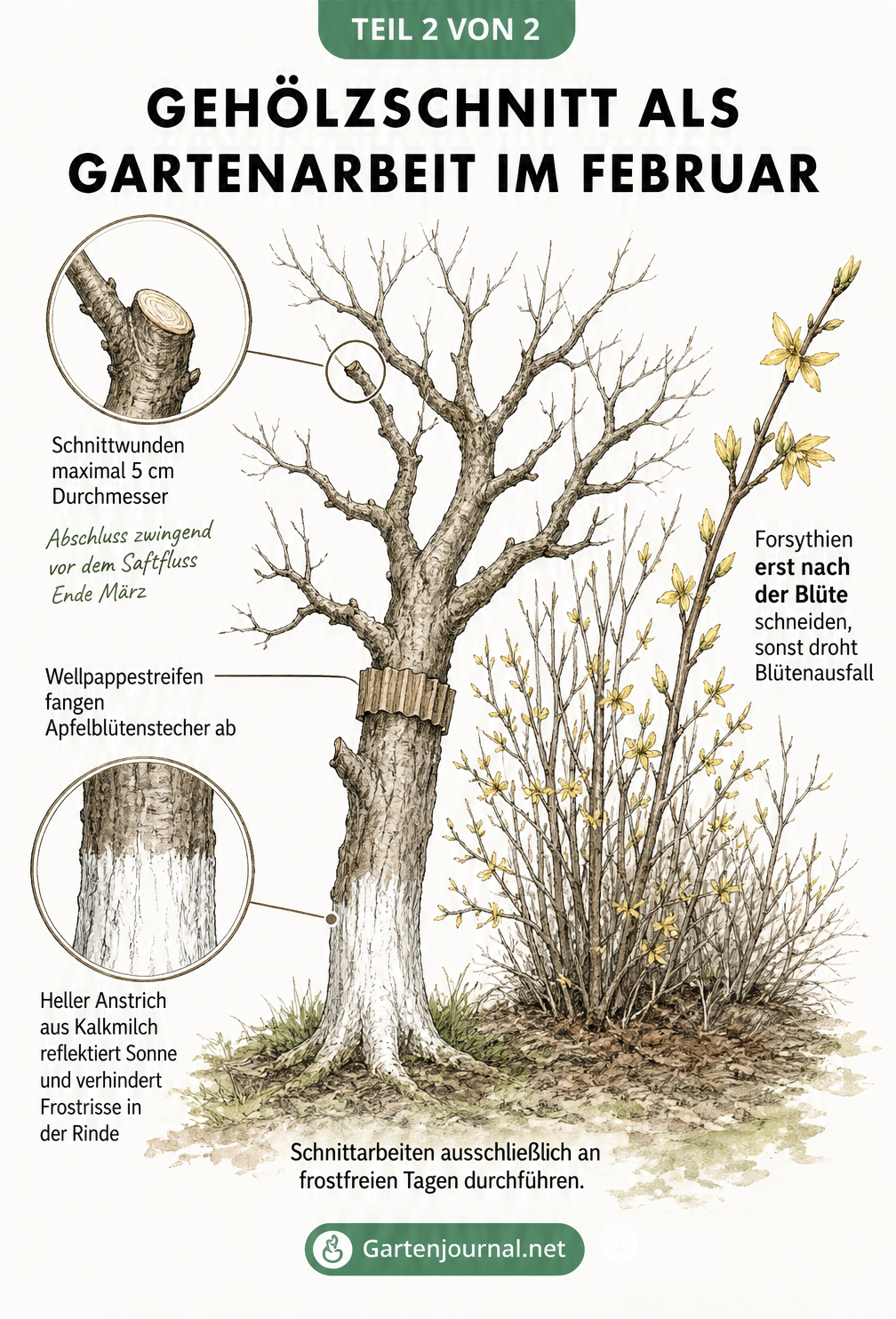 Illustration eines Obstbaums mit weißem Kalkanstrich und Wellpappestreifen sowie einer Forsythie mit gelben Knospen