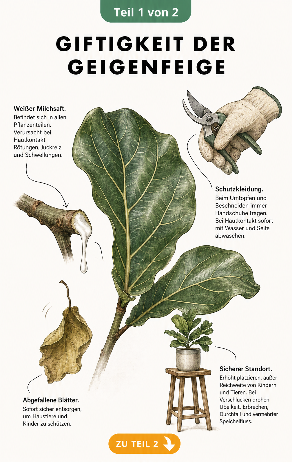 Botanische Illustration eines Geigenfeigen-Blattes mit austretendem weißen Milchsaft und Hinweisen zur Giftigkeit