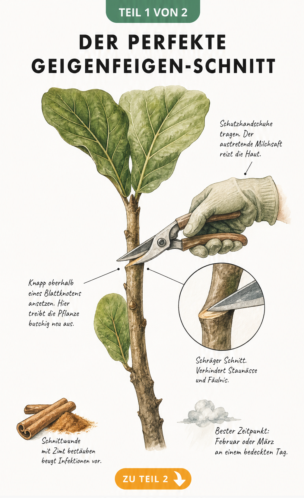 Illustration eines Geigenfeigen-Stamms, der mit einer Gartenschere schräg über einem Blattknoten abgeschnitten wird