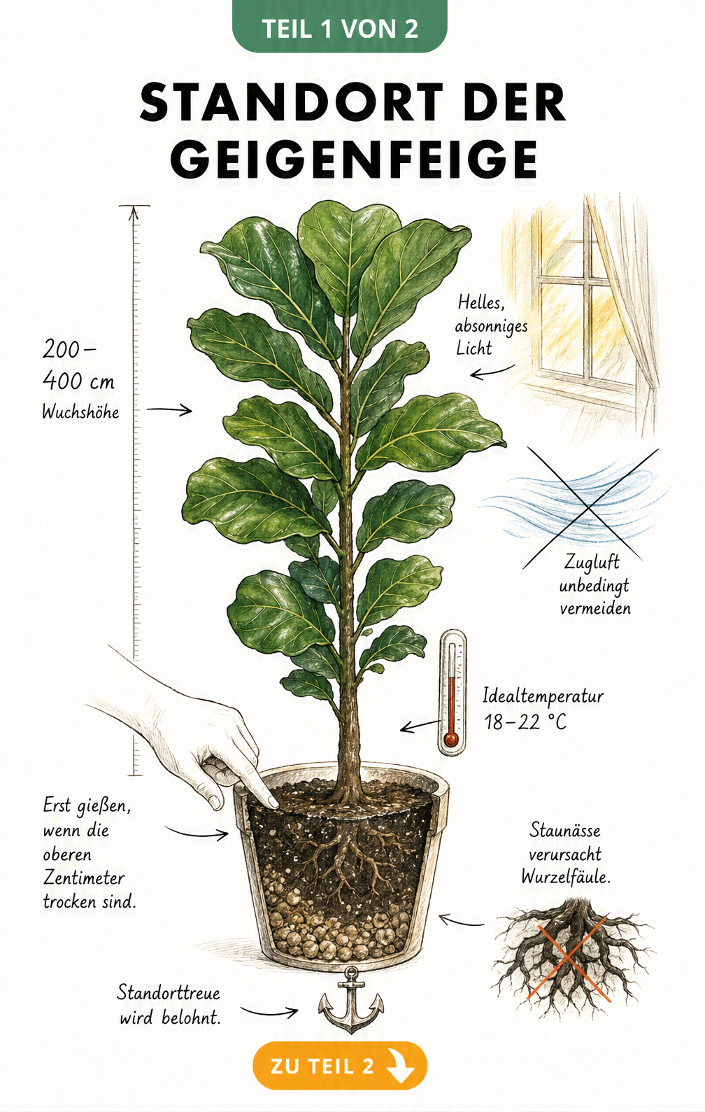 Illustration einer Geigenfeige mit Hinweisen zu Standort, Licht, Temperatur und Gießverhalten