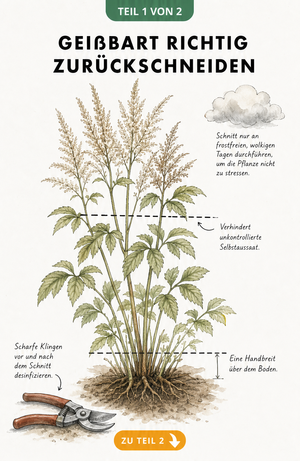 Botanische Illustration eines Geißbarts mit gestrichelten Linien für die exakten Schnittpunkte, einer Gartenschere und Hinweisen zum idealen Wetter für den...