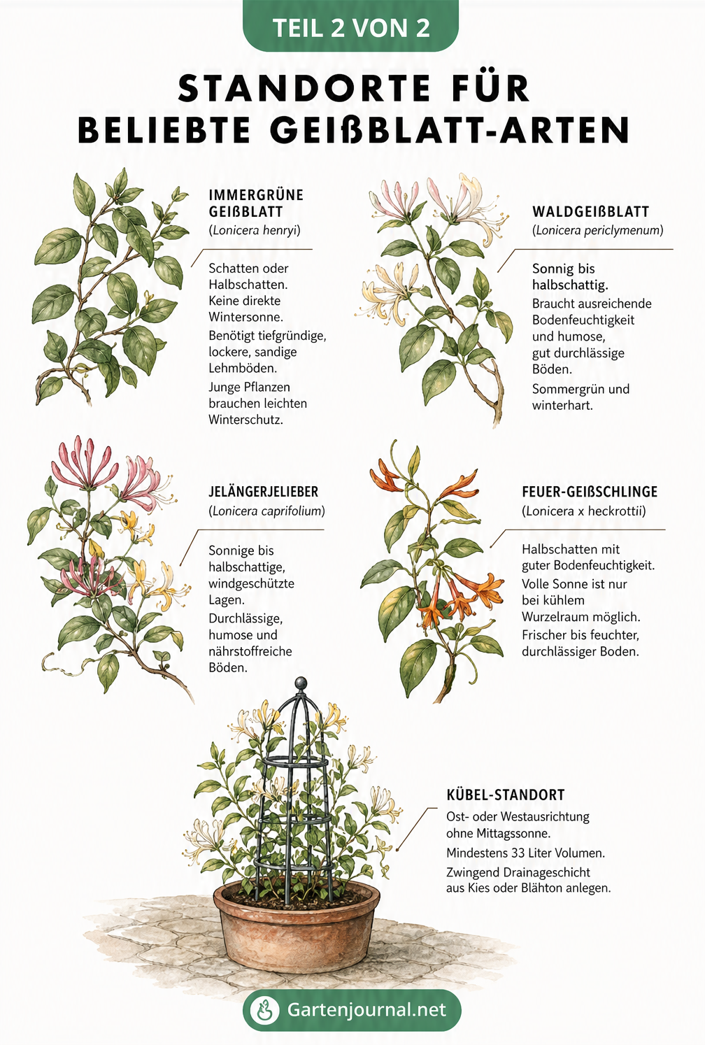 Botanische Illustration von vier Geißblatt-Arten mit ihren spezifischen Standortansprüchen und Kübel-Tipps