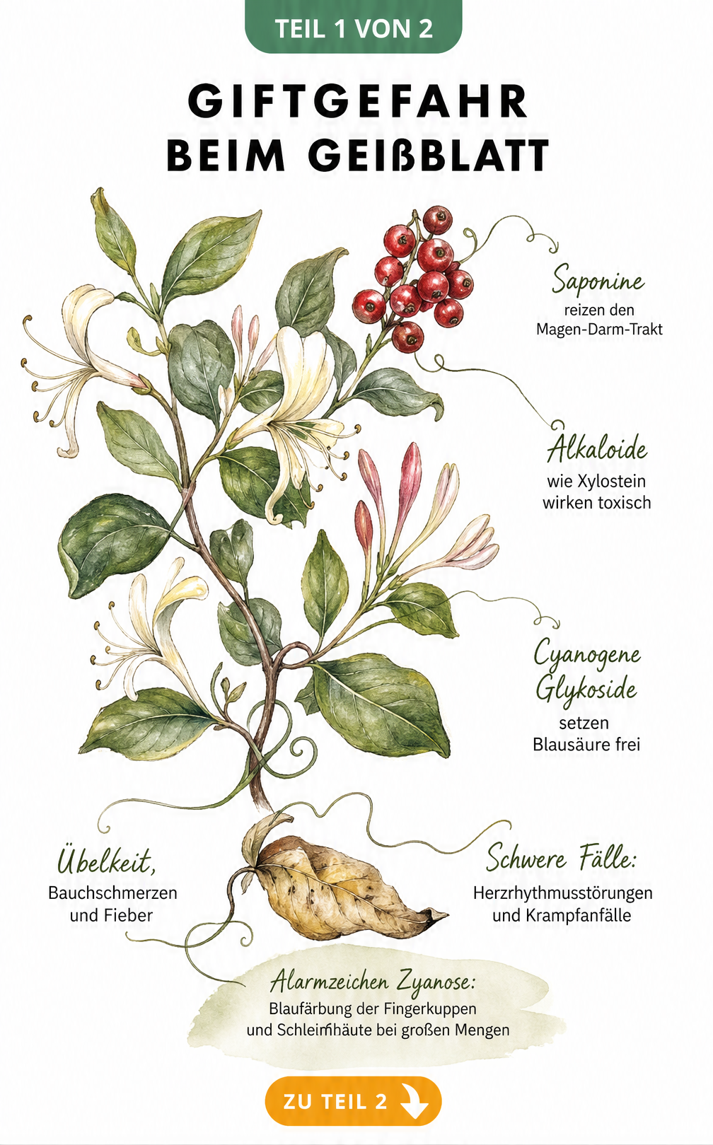 Botanische Illustration eines Geißblatt-Zweiges mit roten Beeren und Erklärungen zu giftigen Inhaltsstoffen und Symptomen