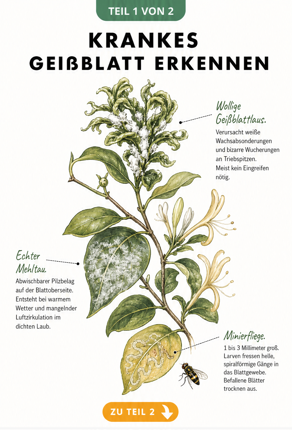 Botanische Illustration eines Geißblatt-Zweiges mit Symptomen von Wolliger Geißblattlaus, Echtem Mehltau und Minierfliege