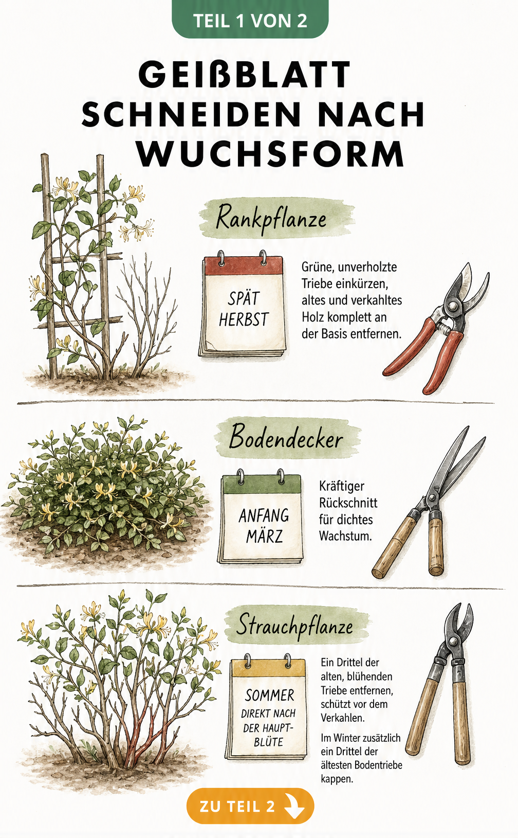 Illustration der drei Wuchsformen von Geißblatt: Rankpflanze, Bodendecker und Strauch mit den jeweiligen Schnittzeitpunkten
