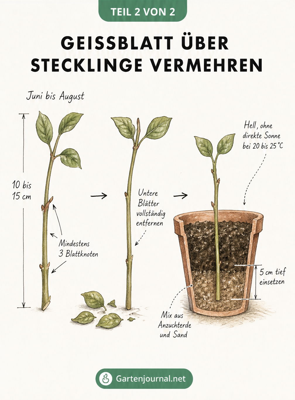 Skizze zur Stecklingsvermehrung von Geißblatt in drei Schritten: Trieb abschneiden, untere Blätter entfernen und in einen Topf mit Anzuchterde pflanzen.