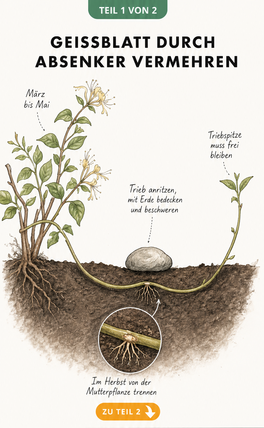 Botanische Querschnitts-Illustration: Geißblatt durch Absenker vermehren. Ein Trieb wird in die Erde gebogen, angeritzt und mit einem Stein beschwert.