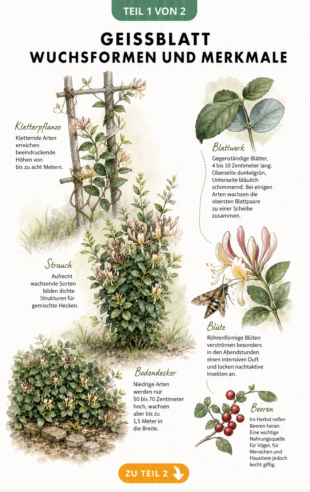 Illustration der Wuchsformen des Geißblatts als Kletterpflanze, Strauch und Bodendecker mit Details zu Blättern, Blüten und Beeren