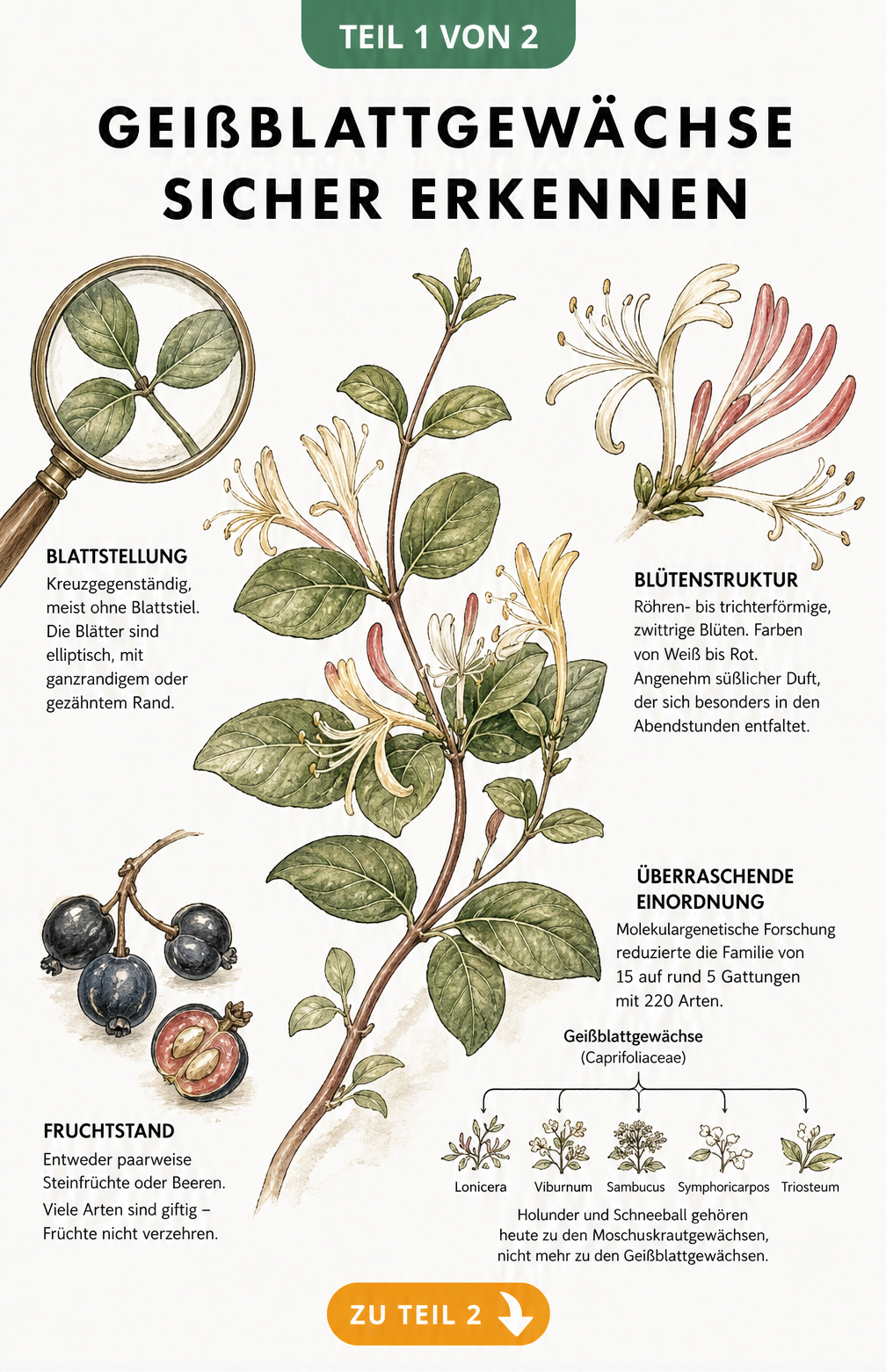Botanische Illustration eines Geißblatt-Zweigs mit Details zu Blattstellung, Blütenstruktur, Fruchtstand und Abstammungsdiagramm
