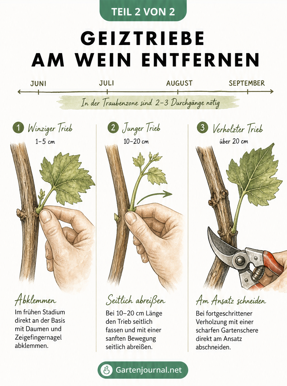 Drei Illustrationen, die das Entfernen von Geiztrieben am Wein durch Abklemmen, Abreißen und Abschneiden zeigen