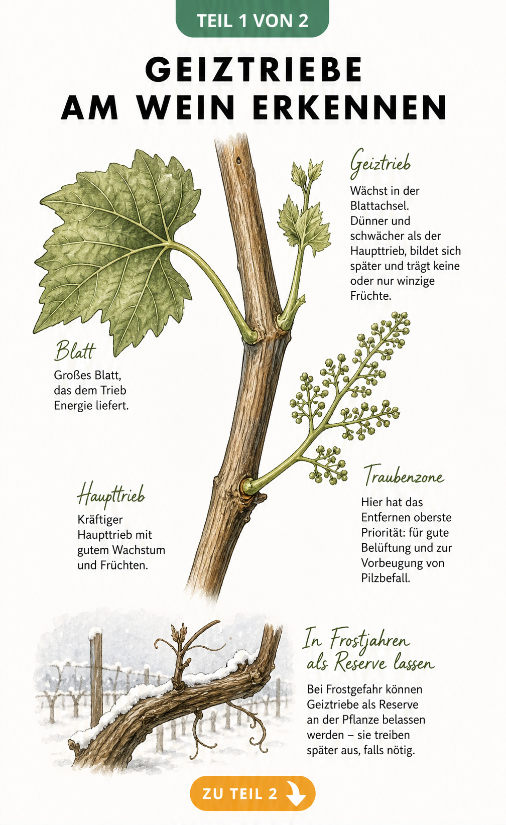 Botanische Illustration eines Weinreben-Abschnitts, die zeigt, wie man Geiztriebe in der Blattachsel erkennt