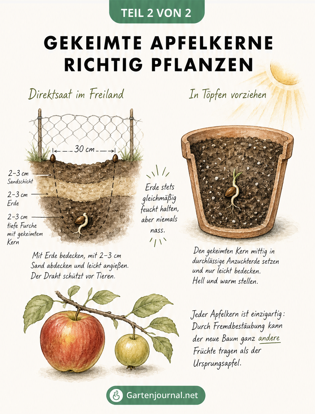 Querschnitt-Zeichnung, die gekeimte Apfelkerne bei der Direktsaat im Freiland und im Pflanztopf zeigt.