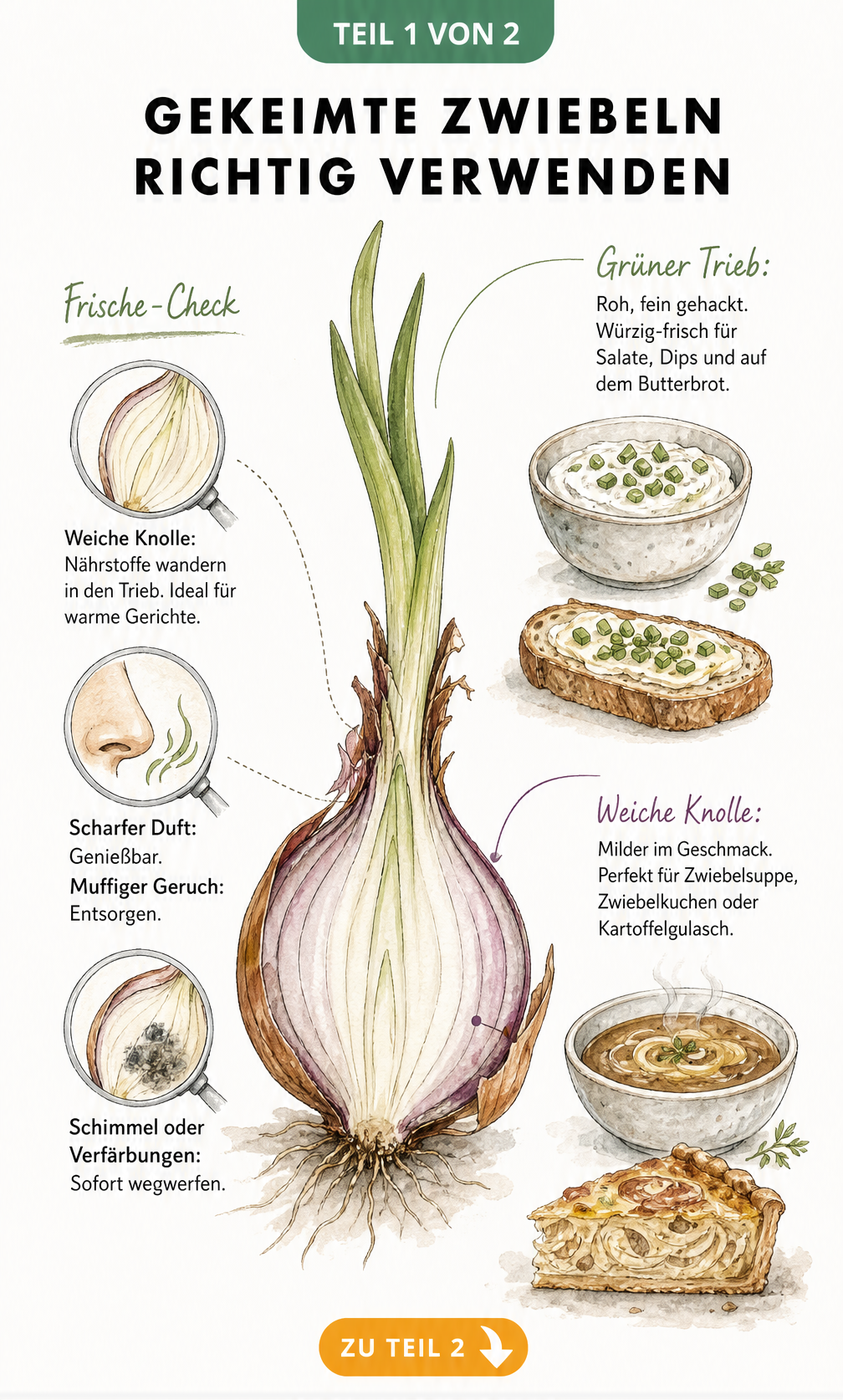 Illustration einer aufgeschnittenen Zwiebel mit grünem Trieb und Lupenfenstern zum Frische-Check sowie Verwendungsbeispielen